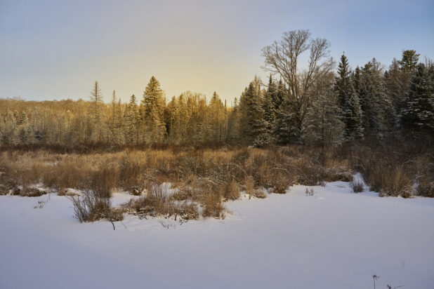 View From a Snow Covered Field to the Edge of an Evergreen Forest During Winter in Cottage Country, Ontario, Canada