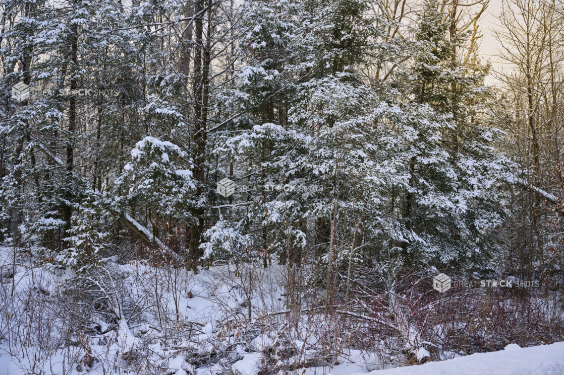 View of a Snow Covered Young Evergreen Forest in Cottage Country, Ontario, Canada – Variation 2