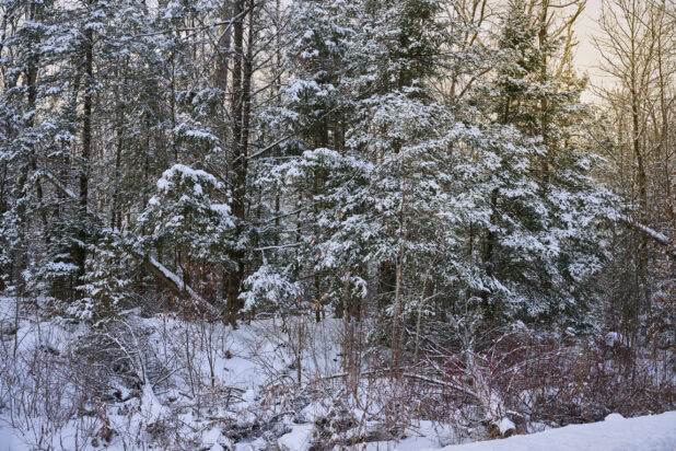 View of a Snow Covered Young Evergreen Forest in Cottage Country, Ontario, Canada – Variation 2
