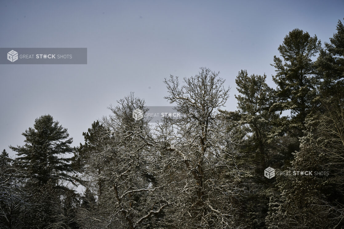 View Up to Snowy Tree Tops of a Pine Tree Forest in Cottage Country, Ontario, Canada