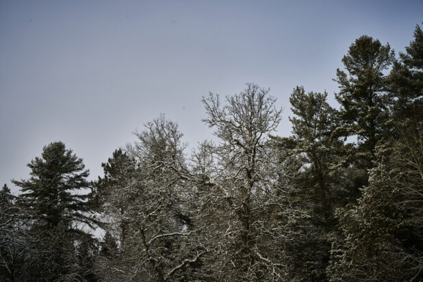 View Up to Snowy Tree Tops of a Pine Tree Forest in Cottage Country, Ontario, Canada