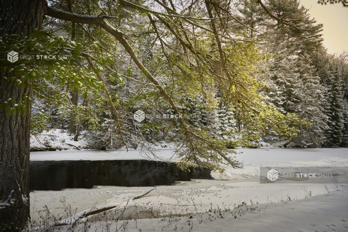 View Through Snow Covered Pine Tree Branches of a Partially Frozen River in Cottage Country, Ontario, Canada