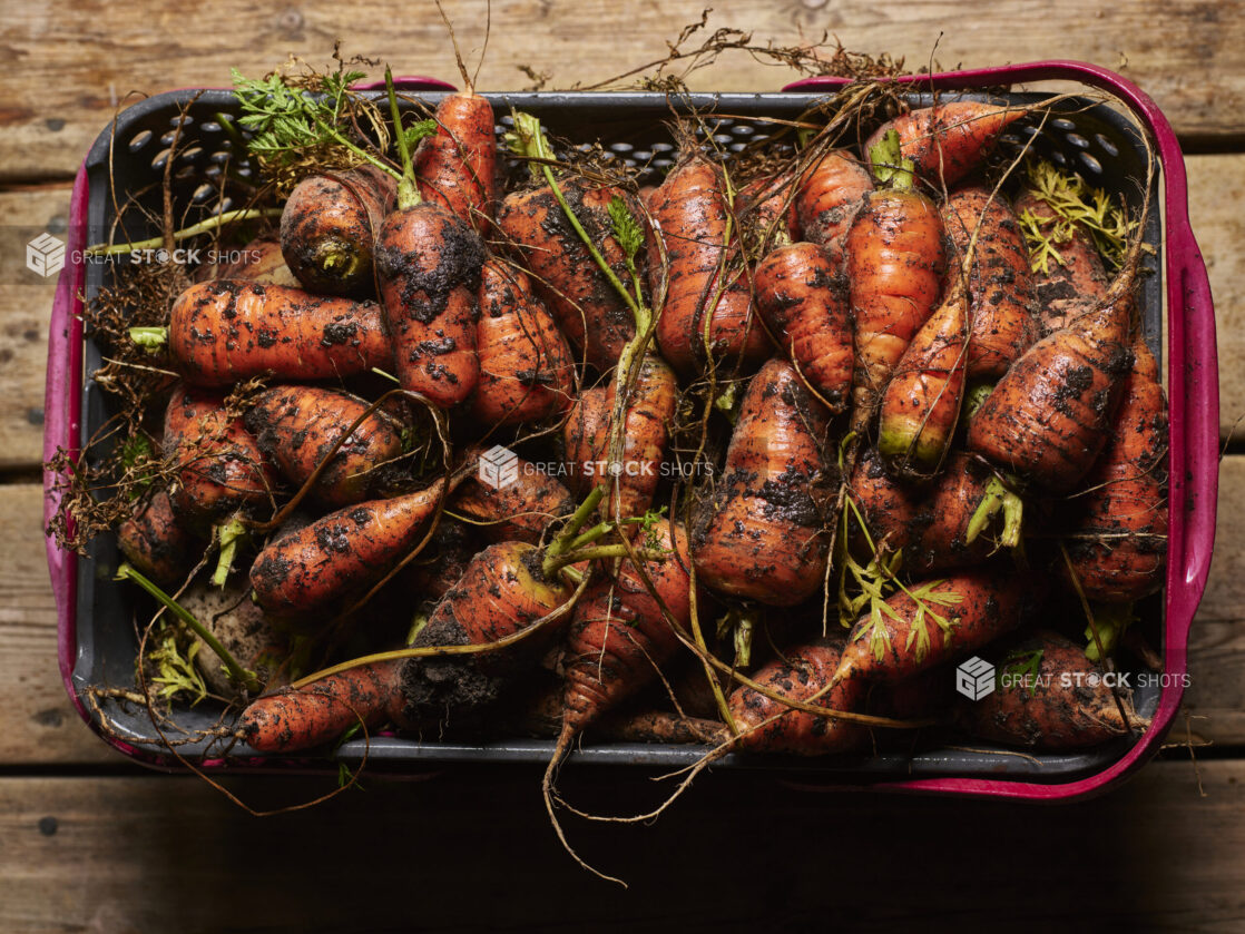 Fat Baby Carrots Freshly Harvested in a Plastic Basket on a Wooden Table Top