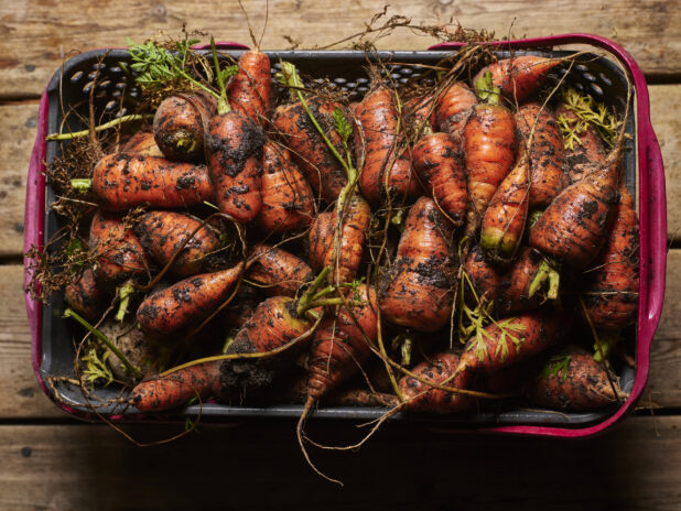 Fat Baby Carrots Freshly Harvested in a Plastic Basket on a Wooden Table Top